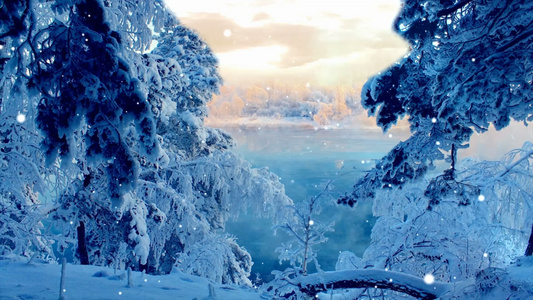 唯美浪漫雪景雪花飘落雪松视频