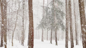 树林中的大雪28秒视频