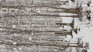 慢速视频随着树林中的大雪大片落下31秒视频