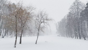 在树林里下大雪的慢视频大片雪花落下14秒视频