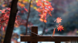【合集】公园枫树秋景小房流水伊人红枫叶9秒视频