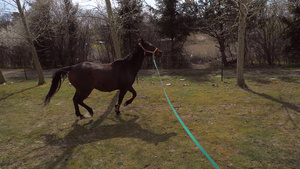 训练师使用冲刺缰绳与马一起工作教练正在山边训练动物50秒视频