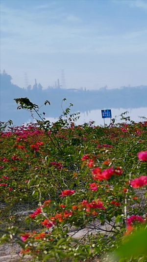 湖景边鲜花实拍科学种植26秒视频