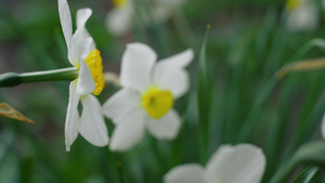 美丽的白花在鲜艳的绿草中绽放12秒视频