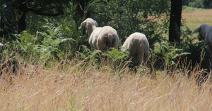 在中午的炎热中群羊在树荫下16秒视频