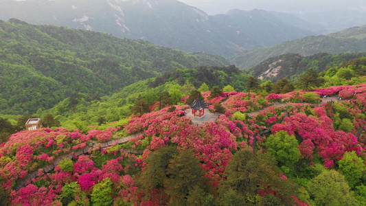 环绕航拍湖北麻城龟峰山杜鹃花花海视频