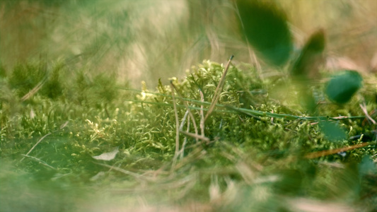 冥想的夏季草地上长着绿色苔藓的森林视频