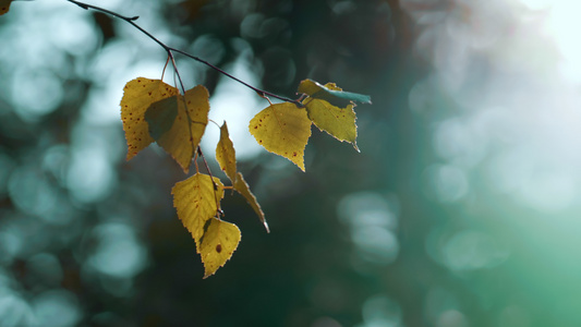 黄色的秋天树叶在平静的冥想野生林地视频