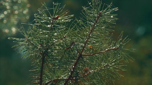 绿色的秋松针生长在冥想的宏观景观迷人的林地中视频
