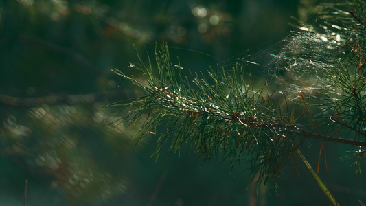 绿色冷杉松针与蜘蛛网在特写森林树枝上平静的自然视频