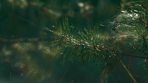 绿色冷杉松针与蜘蛛网在特写森林树枝上平静的自然10秒视频