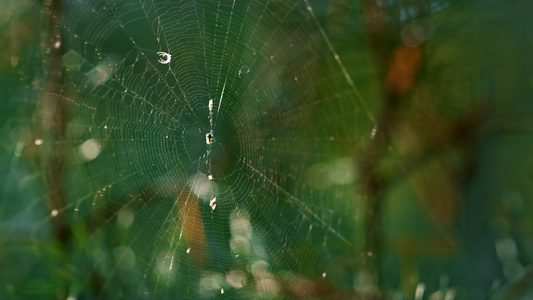 野生昆虫坐在绿色夏季阳光森林树林中的蜘蛛网视频