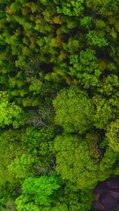 森林航拍森林公园视频