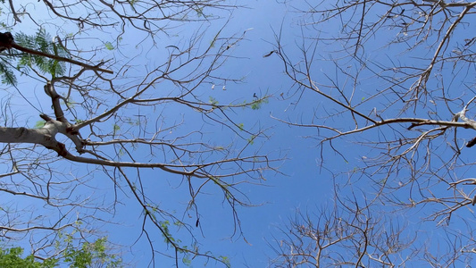 户外蓝天下的树枝实拍4K视频视频