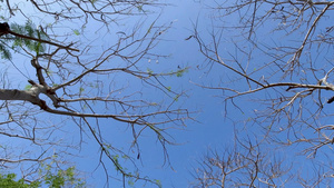 户外蓝天下的树枝实拍4K视频9秒视频