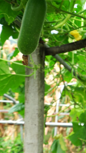 绿色夏季蔬菜冬瓜蔬菜基地46秒视频