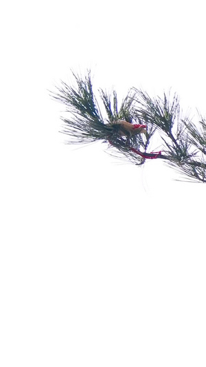 树枝上的祈愿牌许愿牌13秒视频