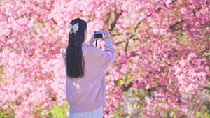4K升格少女在樱花树下拍照16秒视频