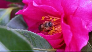 4K实拍蜜蜂采蜜授粉过程47秒视频