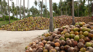 椰子农场有坚果可用于油和纸浆生产大堆成熟的分拣椰子10秒视频