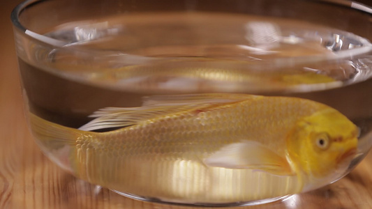 玻璃鱼缸里的金鱼锦鲤 视频