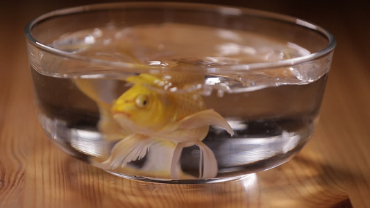 玻璃鱼缸里的金鱼锦鲤 视频
