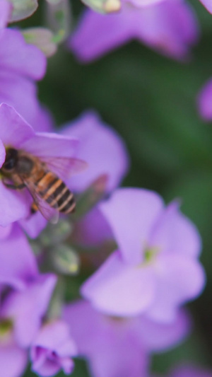 粉色紫罗兰辛勤蜜蜂采蜜32秒视频