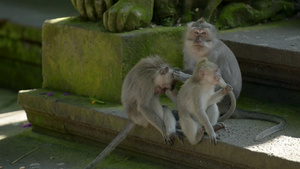 猴子的家族互相交流12秒视频