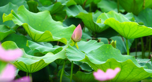 荷花池23秒视频