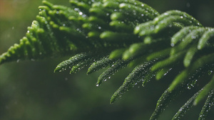 4K升格雨水打在植物叶子上16秒视频