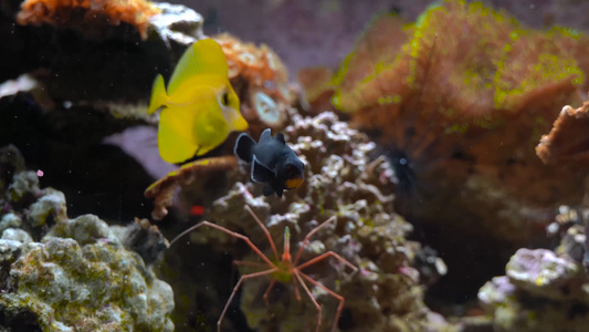 水族馆各种虾和鱼视频