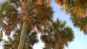 美丽的热带本底椰椰子棕榈树11秒视频