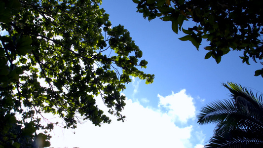 夏季的云层和大雨林植被视频