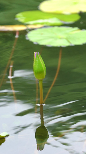 湖面的睡莲花苞11秒视频