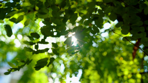 4k实拍夏日阳光下的树叶16秒视频
