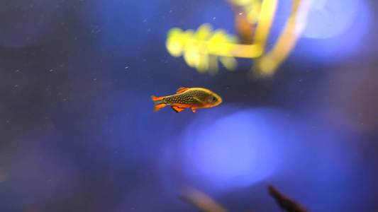 水族馆各种鱼合集视频