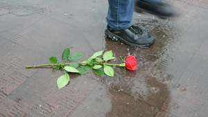 男人走过水坑扔下一朵玫瑰花11秒视频