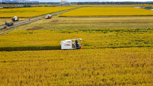 4K航拍秋天收割水稻视频