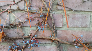 黑莓从墙上的树枝上挂起的黑莓12秒视频