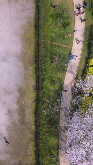 航拍春天樱花季日式建筑五重塔前盛开的樱花素材世界三大樱花园之一61秒视频