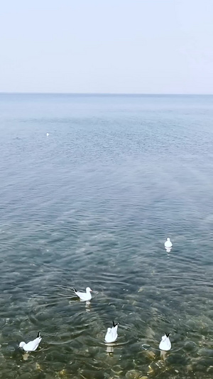 清澈抚仙湖上候鸟群飞翔和戏水视频素材红嘴鸥40秒视频