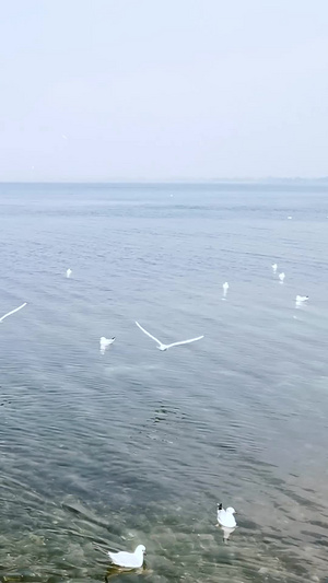 清澈抚仙湖上候鸟群飞翔和戏水视频素材红嘴鸥40秒视频