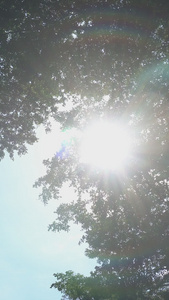 盛夏阳光透过树影视频