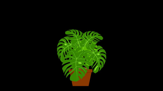 mg动态盆栽植物生长视频素材视频