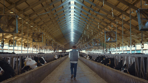 奶牛场工人控制动物护理过程30秒视频
