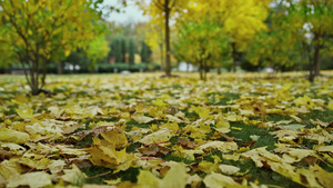 秋天公园被黄色树叶遮盖29秒视频