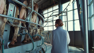 女人走奶牛挤奶厅图25秒视频
