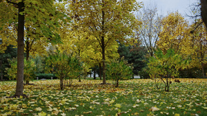 十月的秋天公园树叶颜色多变30秒视频
