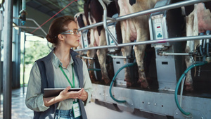 奶牛场工人控制现代农场设施的自动挤奶过程23秒视频