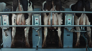 农场客厅的自动奶牛挤奶系统12秒视频